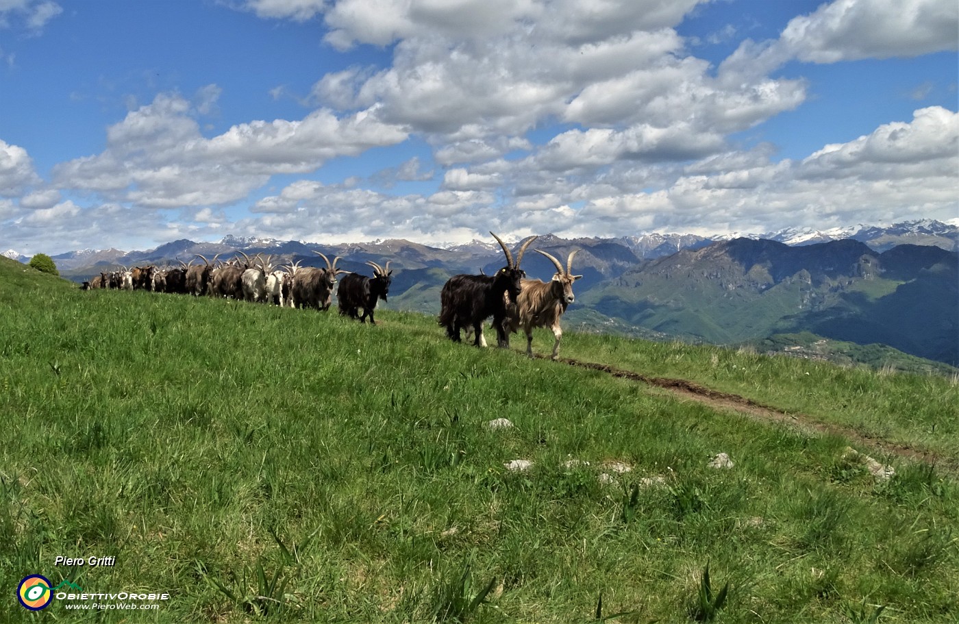 58 Capre orobiche, di pascolo in pascolo in lunga fila..JPG